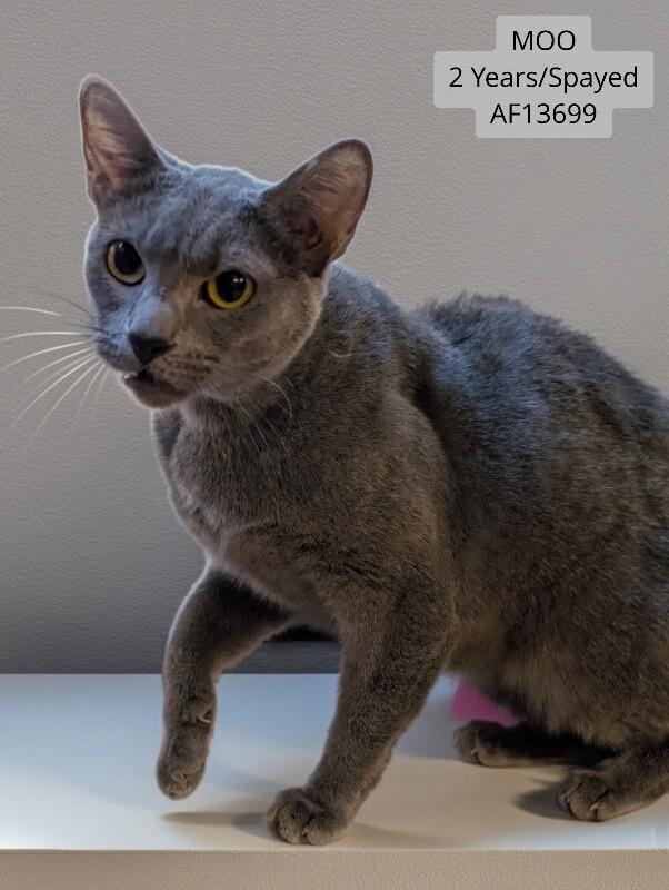 Enlarge Moo, a Adoptable Domestic Short Hair in Supply, NC image 2/2