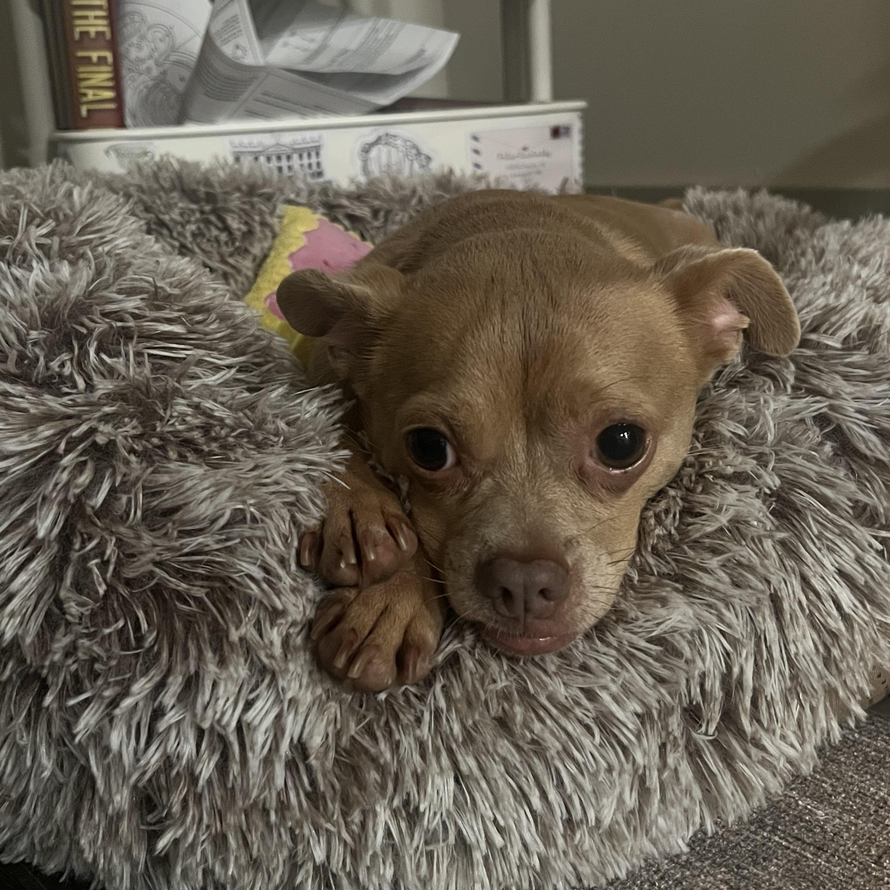 Diego, an adopted mixed breed in Austin, TX image 2/5