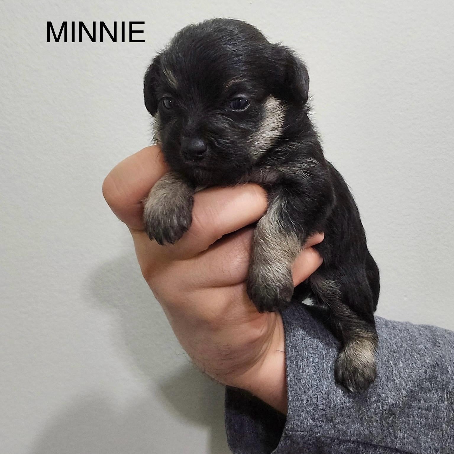 Minnie, Baby Female unknown