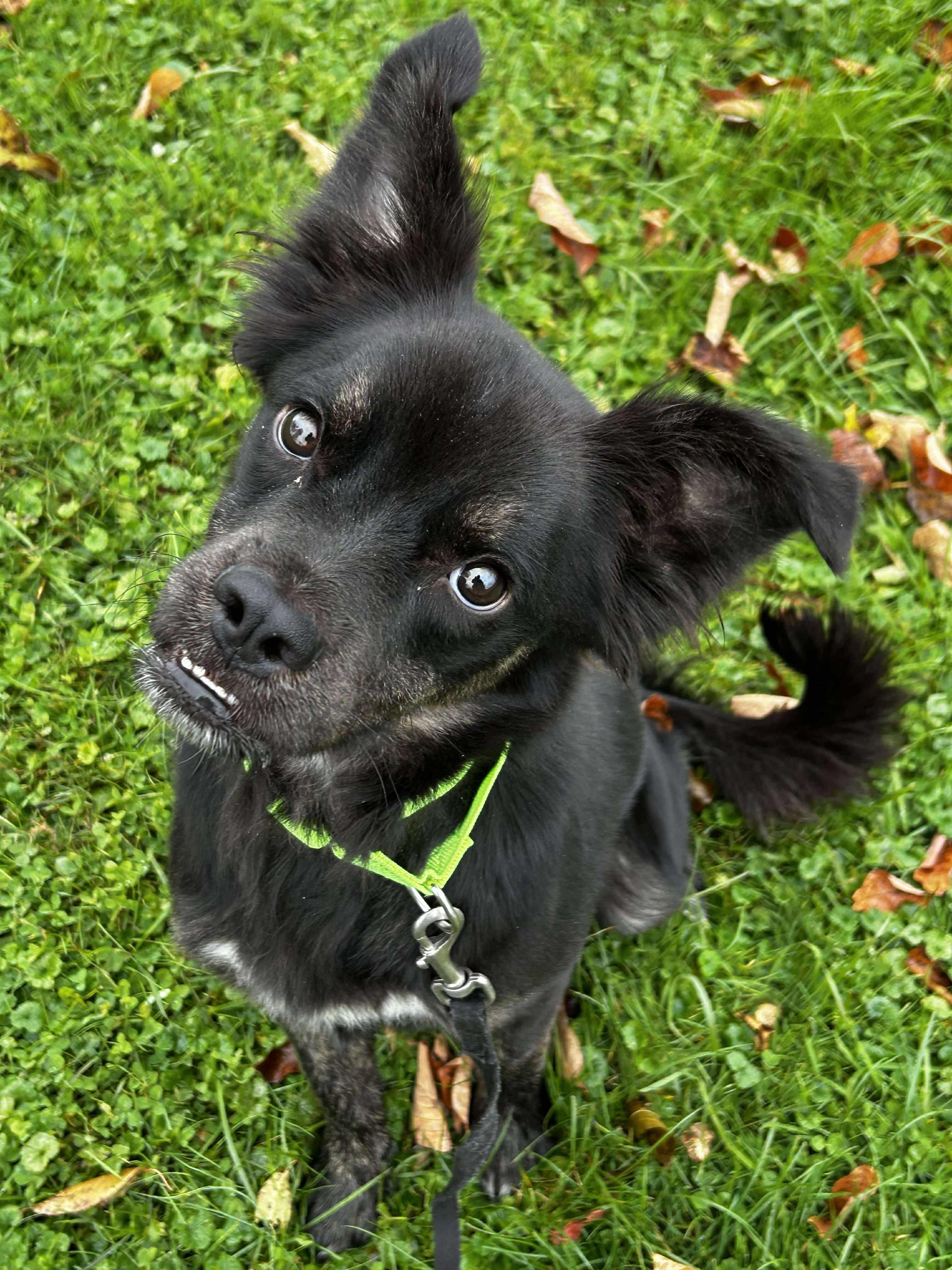Conrad, a Adoptable mixed breed in Brunswick, OH image 1/6