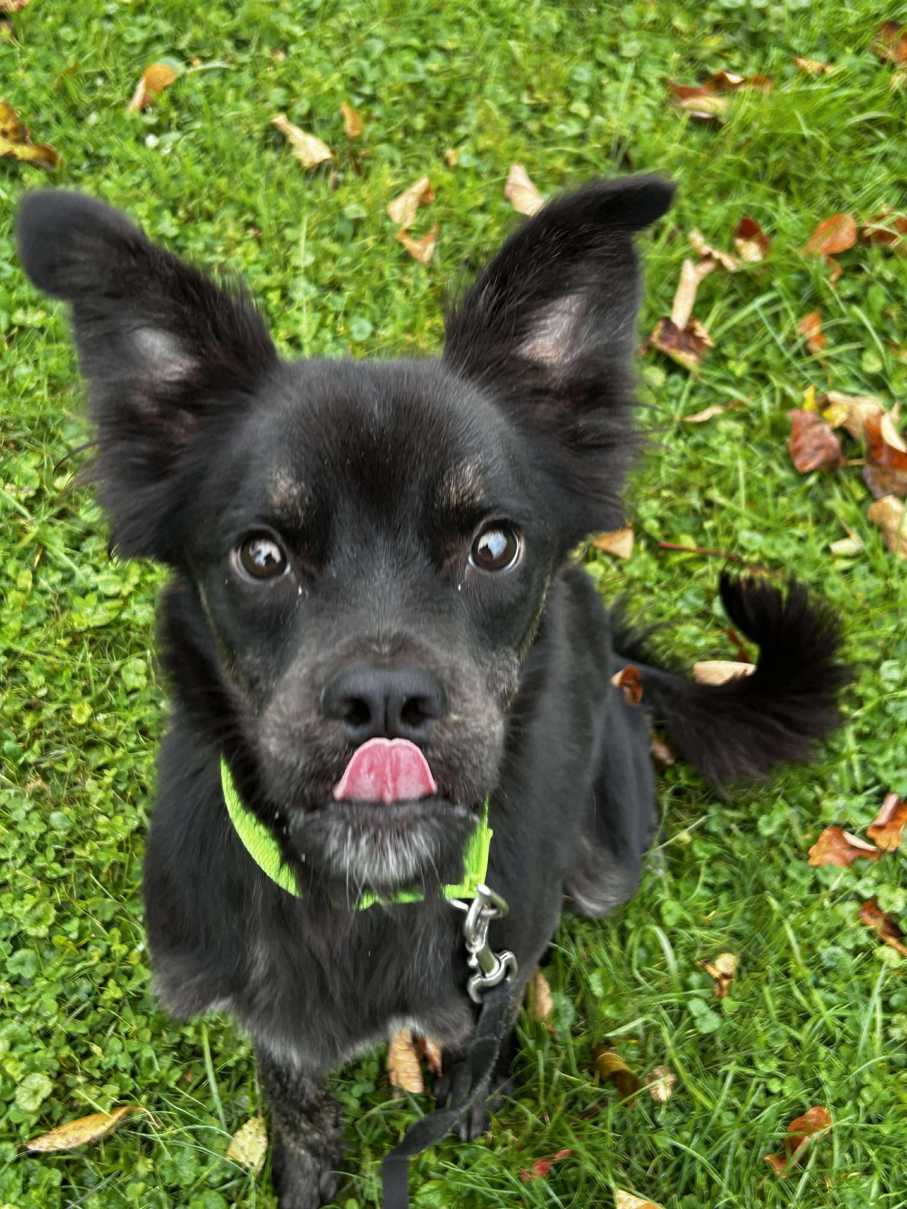 Conrad, a Adoptable mixed breed in Brunswick, OH image 2/6