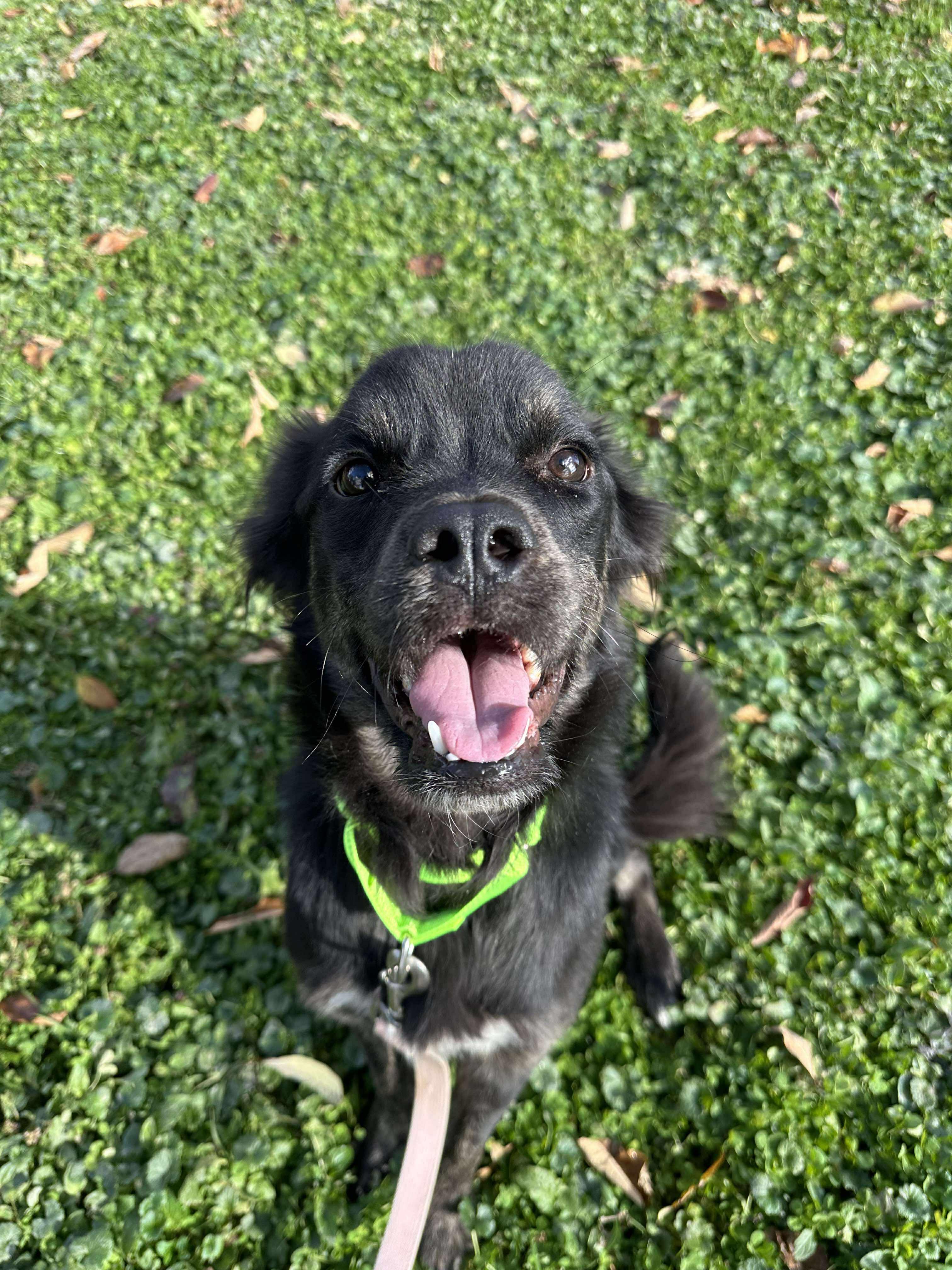 Conrad, a Adoptable mixed breed in Brunswick, OH image 3/6