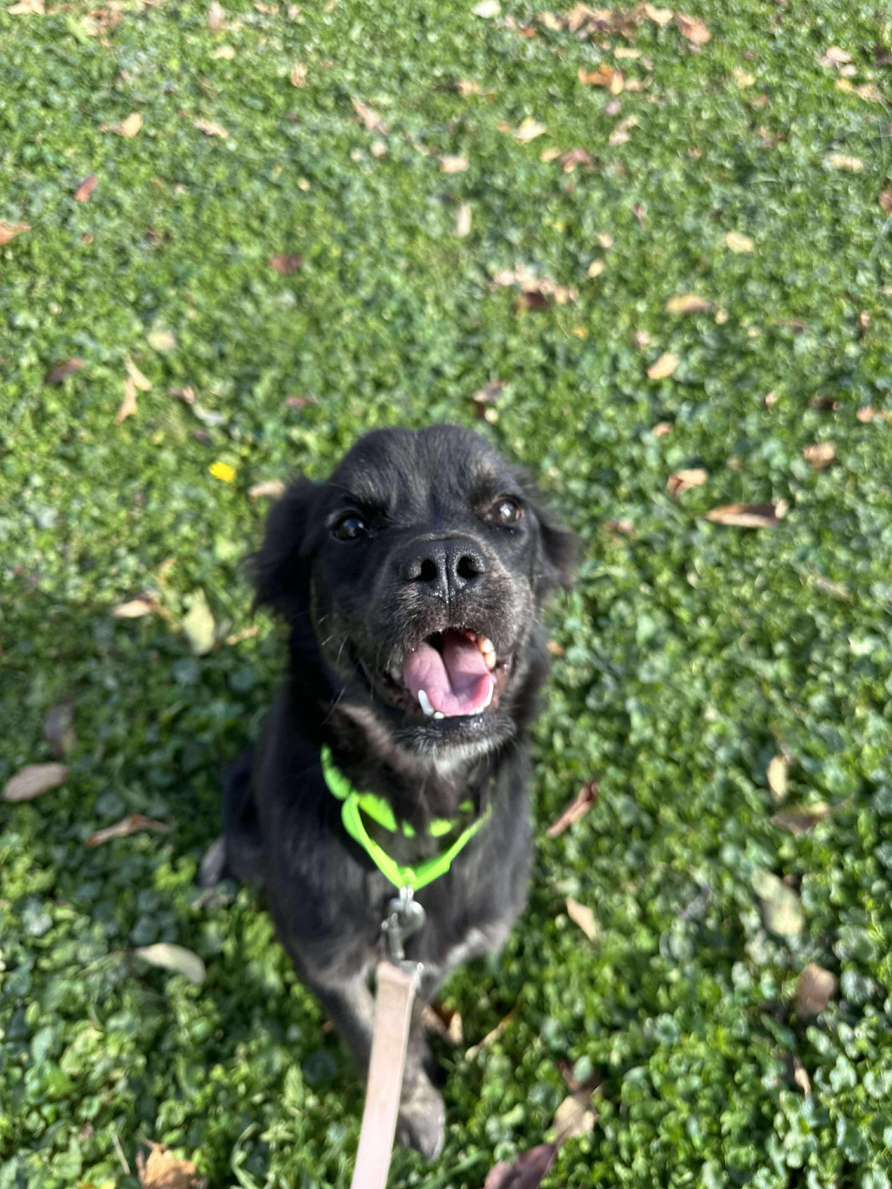 Conrad, a Adoptable mixed breed in Brunswick, OH image 4/6