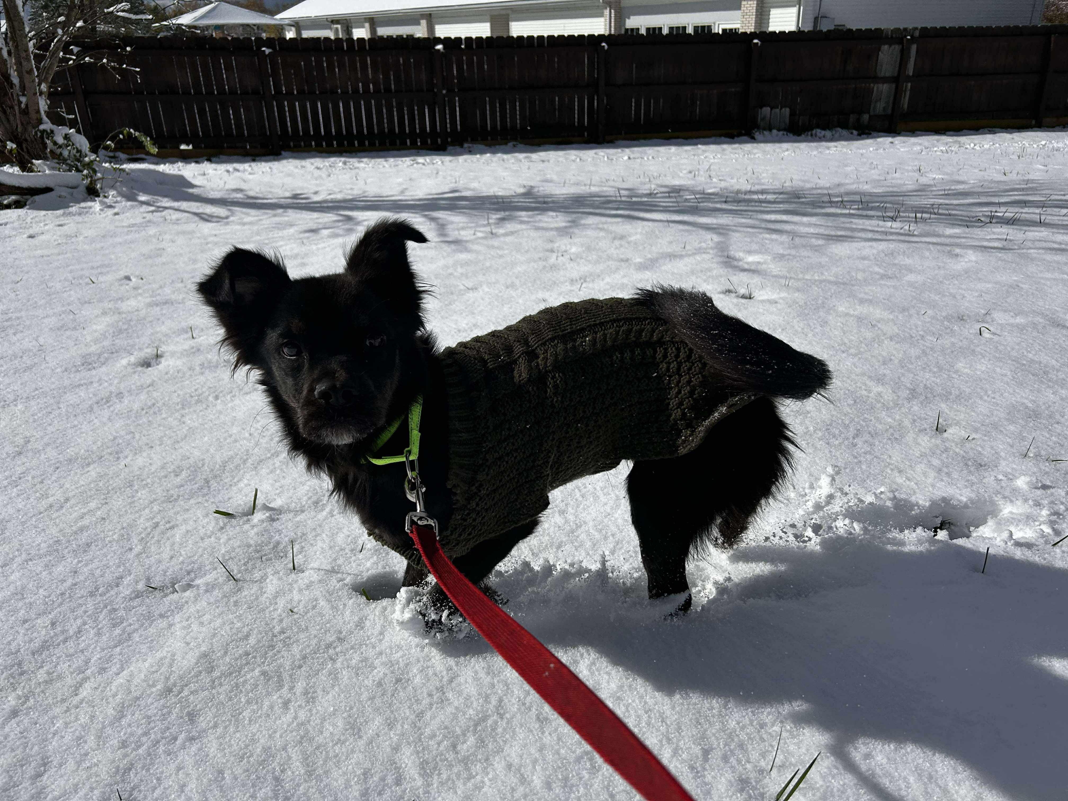 Conrad, a Adoptable mixed breed in Brunswick, OH image 5/6