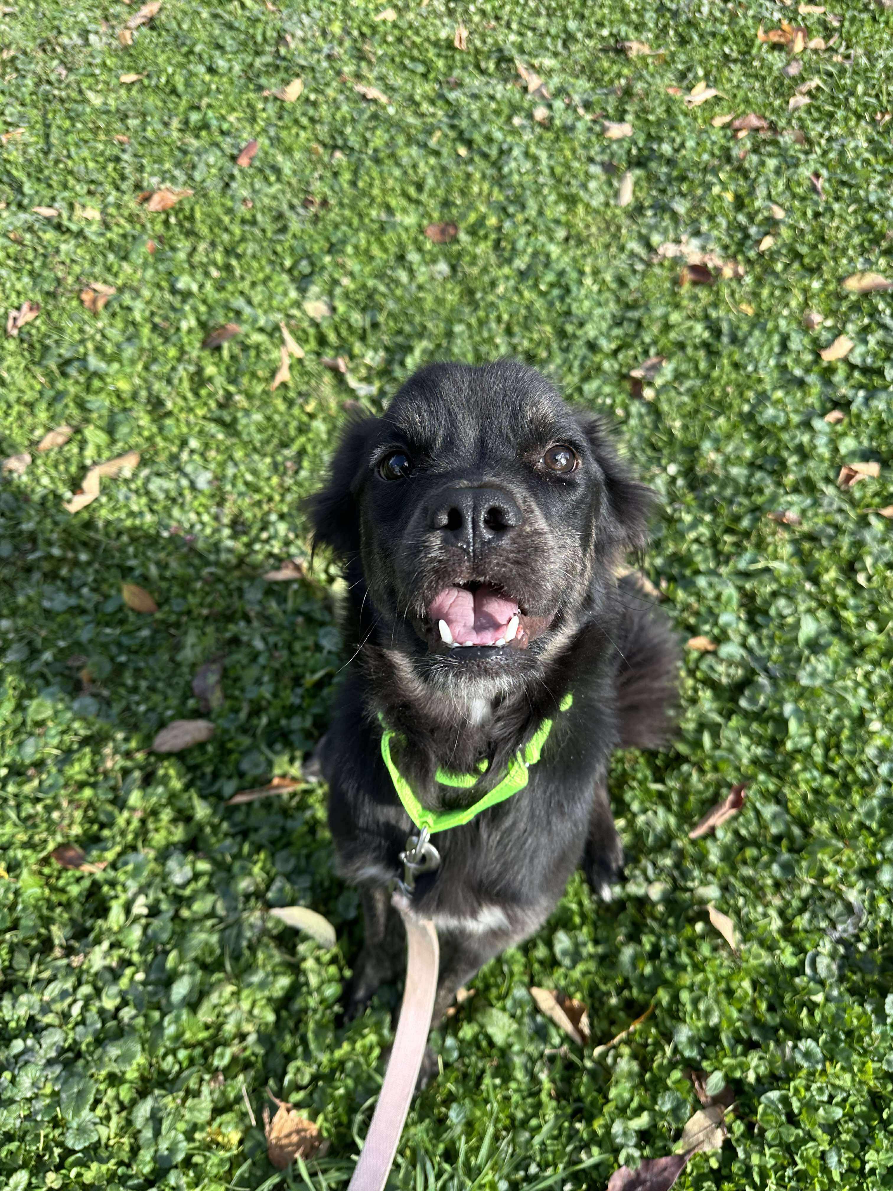 Conrad, a Adoptable mixed breed in Brunswick, OH image 6/6