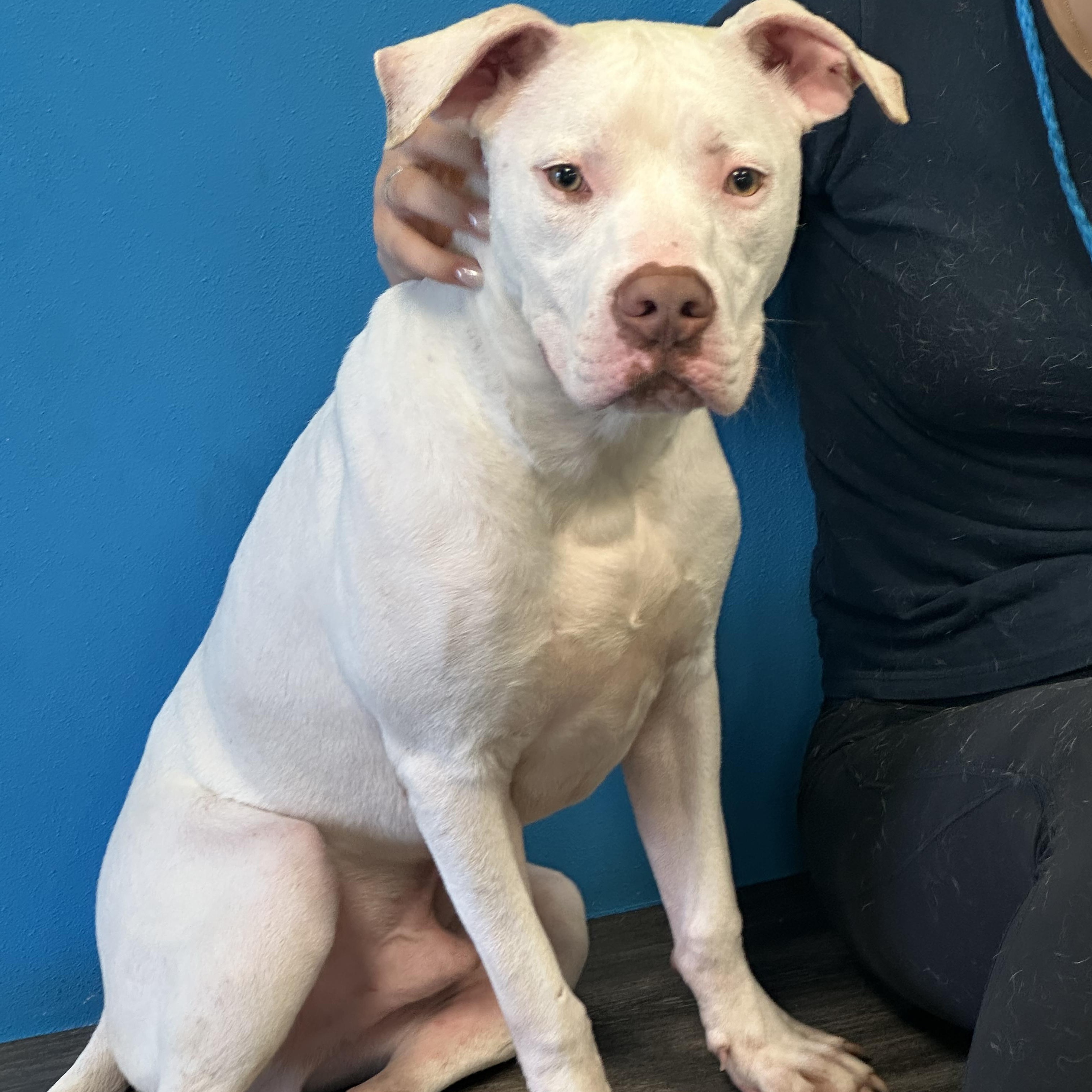 Chip, a Adoptable mixed breed in Jefferson , LA image 1/3