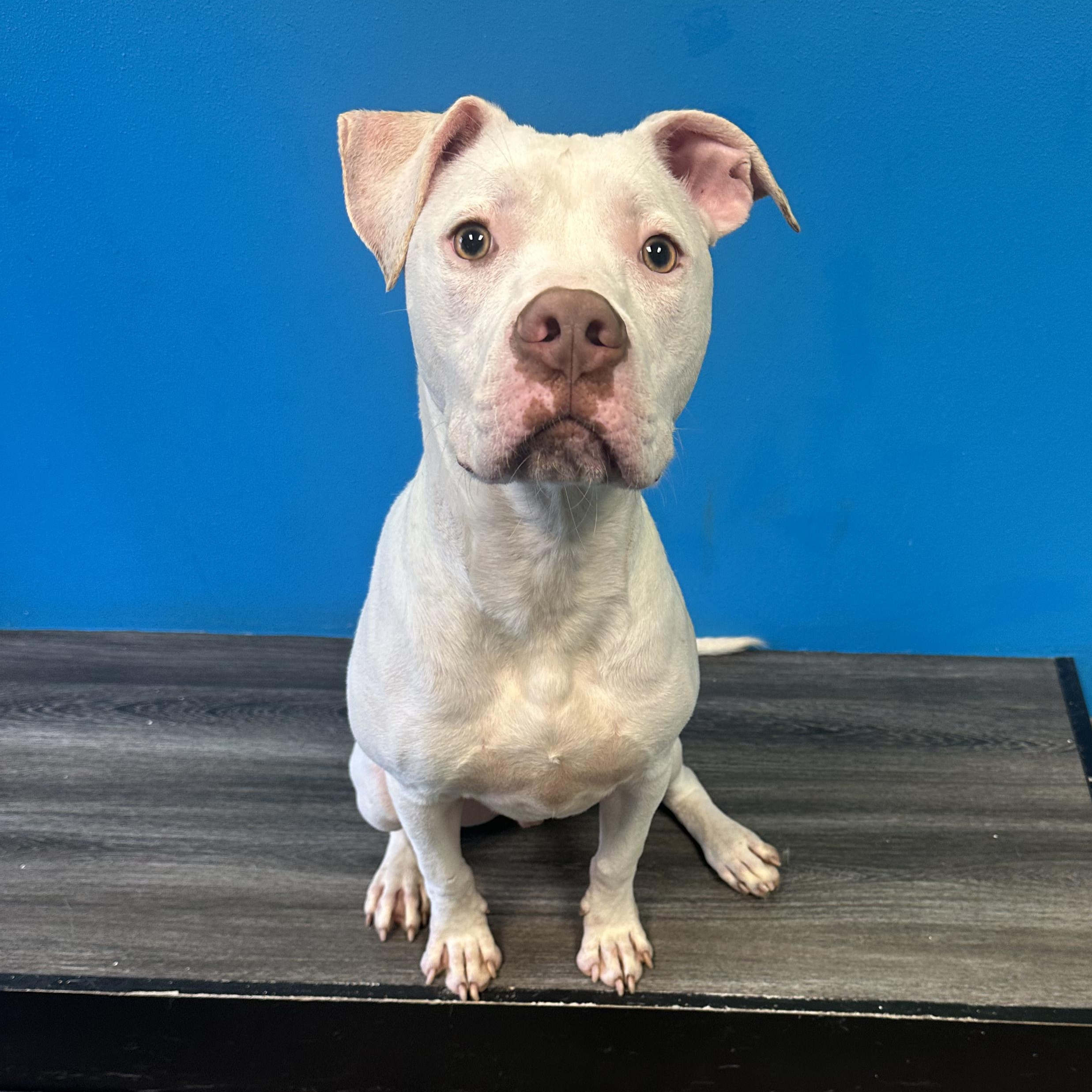 Chip, a Adoptable mixed breed in Jefferson , LA image 2/3