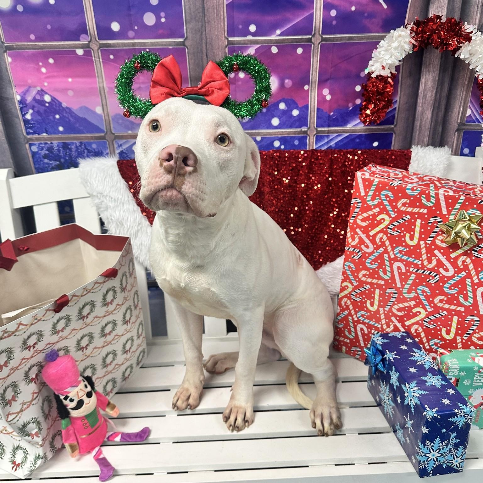 Chip, a Adoptable mixed breed in Jefferson , LA image 3/3