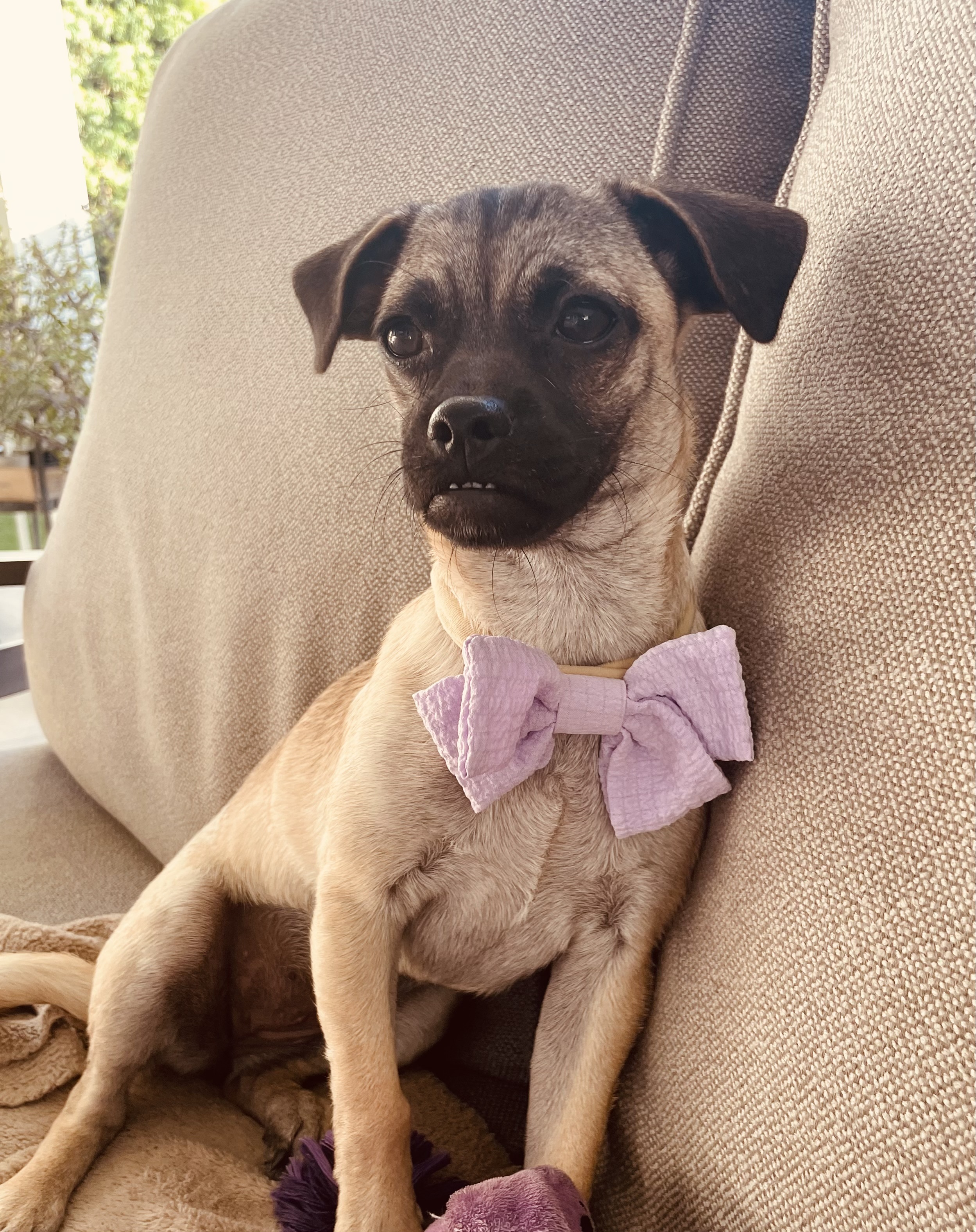 Dog for adoption Jasmine, a Beagle & Puggle Mix in Orange, CA Petfinder