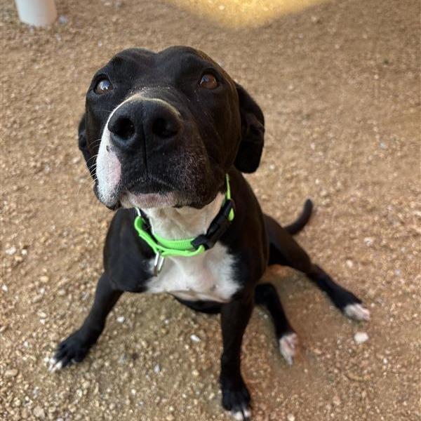 Melanie, a Adoptable Mixed Breed in Bentonville, AR image 2/6