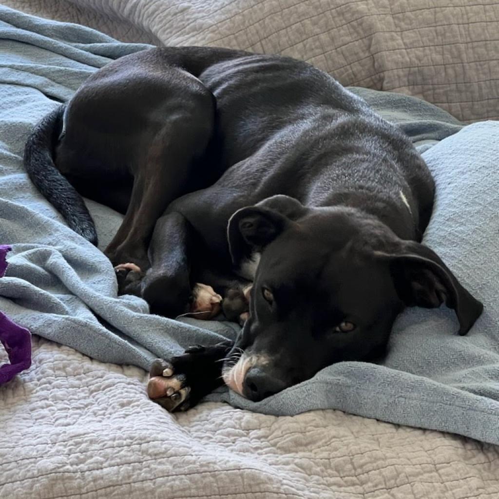 Melanie, a Adoptable Mixed Breed in Bentonville, AR image 3/6