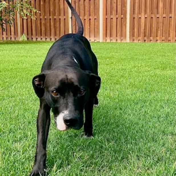 Melanie, a Adoptable Mixed Breed in Bentonville, AR image 4/6