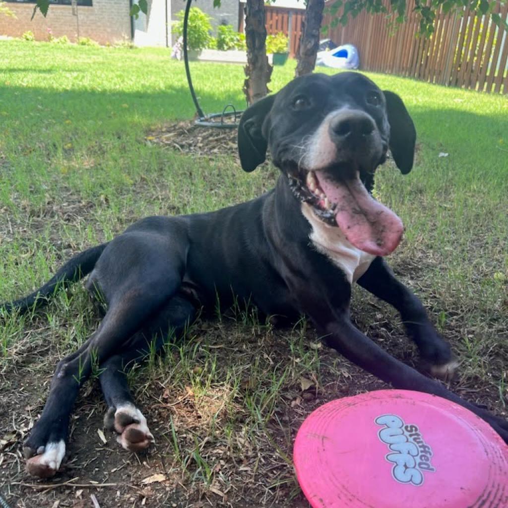 Melanie, a Adoptable Mixed Breed in Bentonville, AR image 5/6