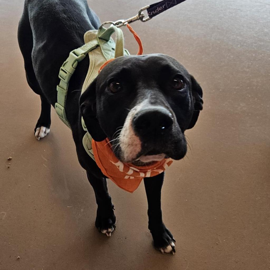 Melanie, a Adoptable Mixed Breed in Bentonville, AR image 6/6