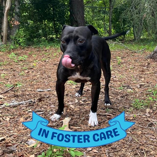 WEDNESDAY, Adoptable, Adult Female American Staffordshire Terrier & Mixed Breed.