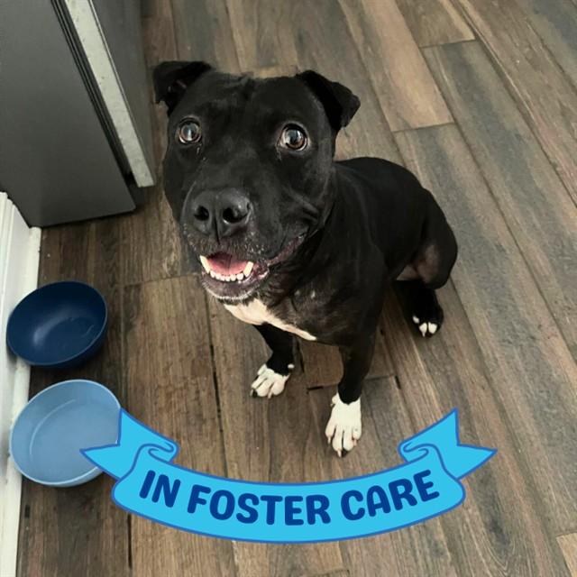 WEDNESDAY, Adoptable, Adult Female American Staffordshire Terrier & Mixed Breed.