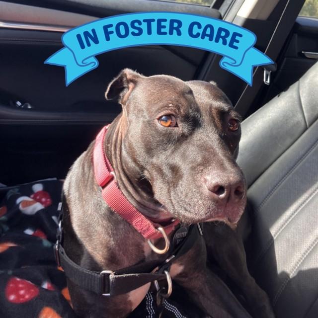 WEDNESDAY, Adoptable, Adult Female American Staffordshire Terrier & Mixed Breed.