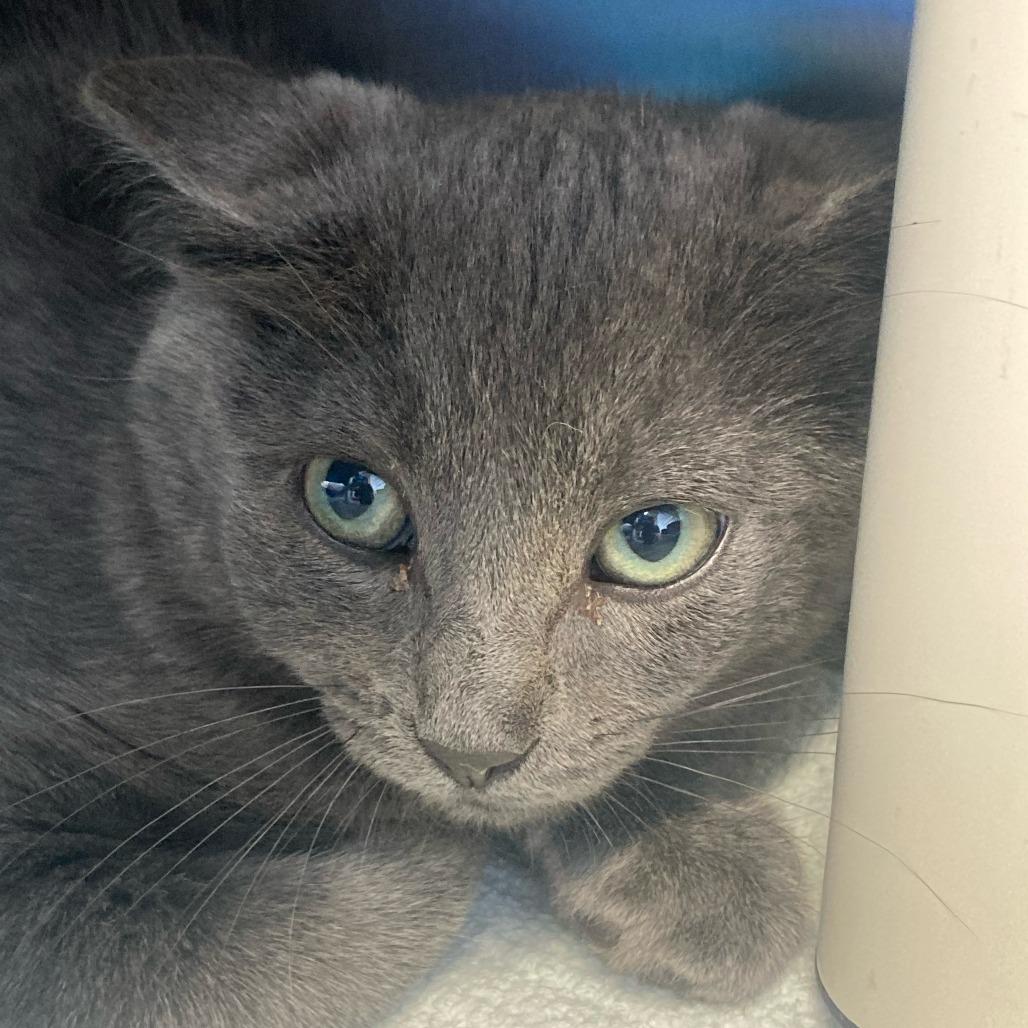 Walt, Adoptable, Kitten Male Domestic Short Hair.