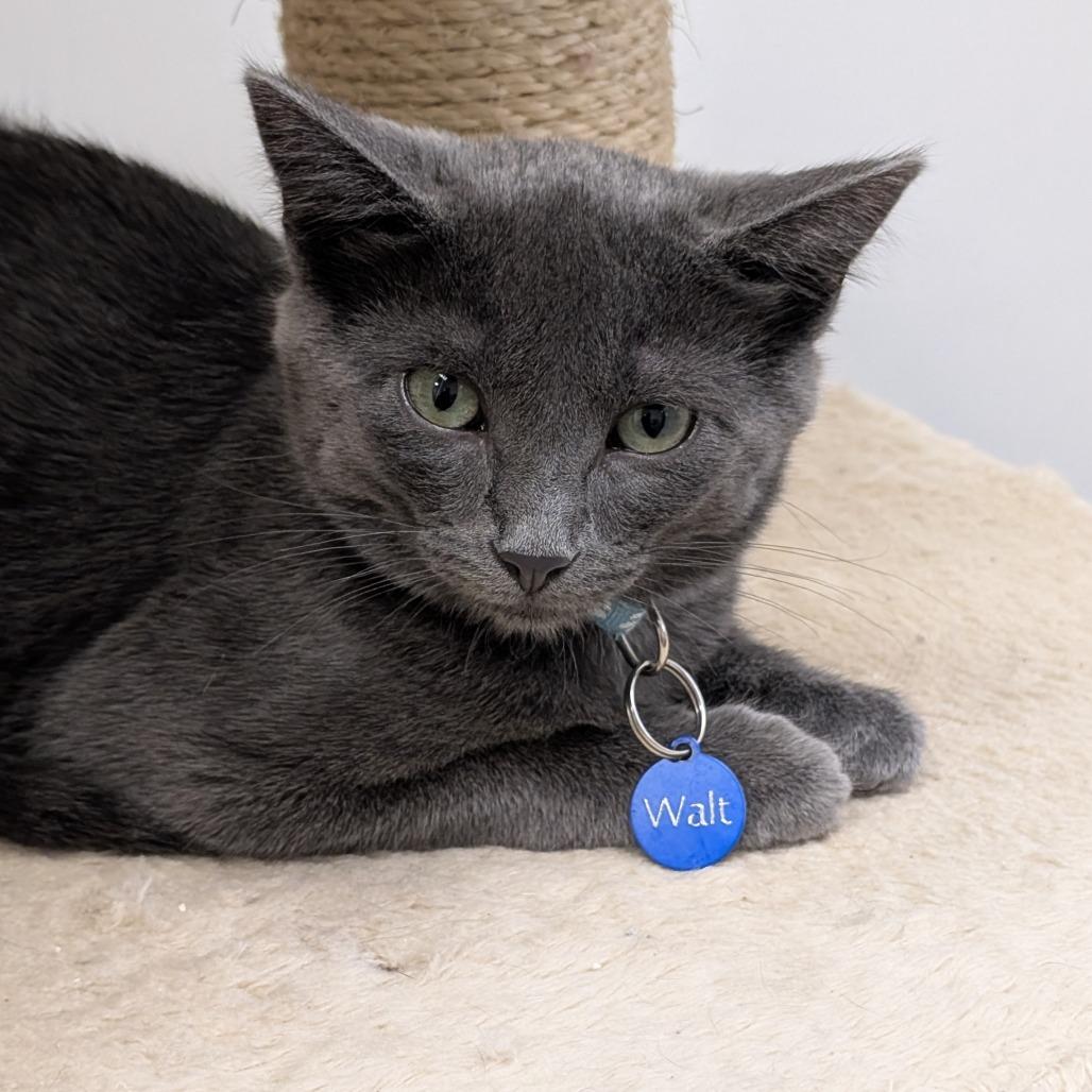 Walt, a Adoptable Domestic Short Hair in Buffalo, WY image 2/2