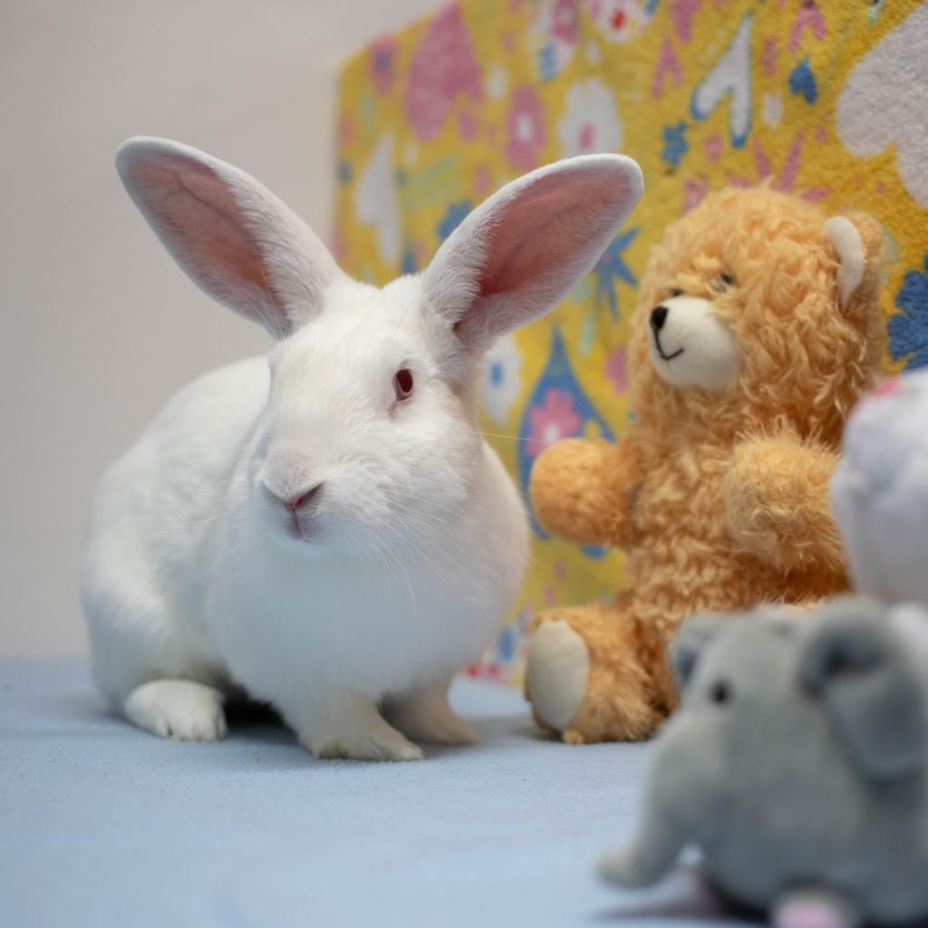 Enlarge Lewis, a Adoptable New Zealand in San Diego, CA image 1/6