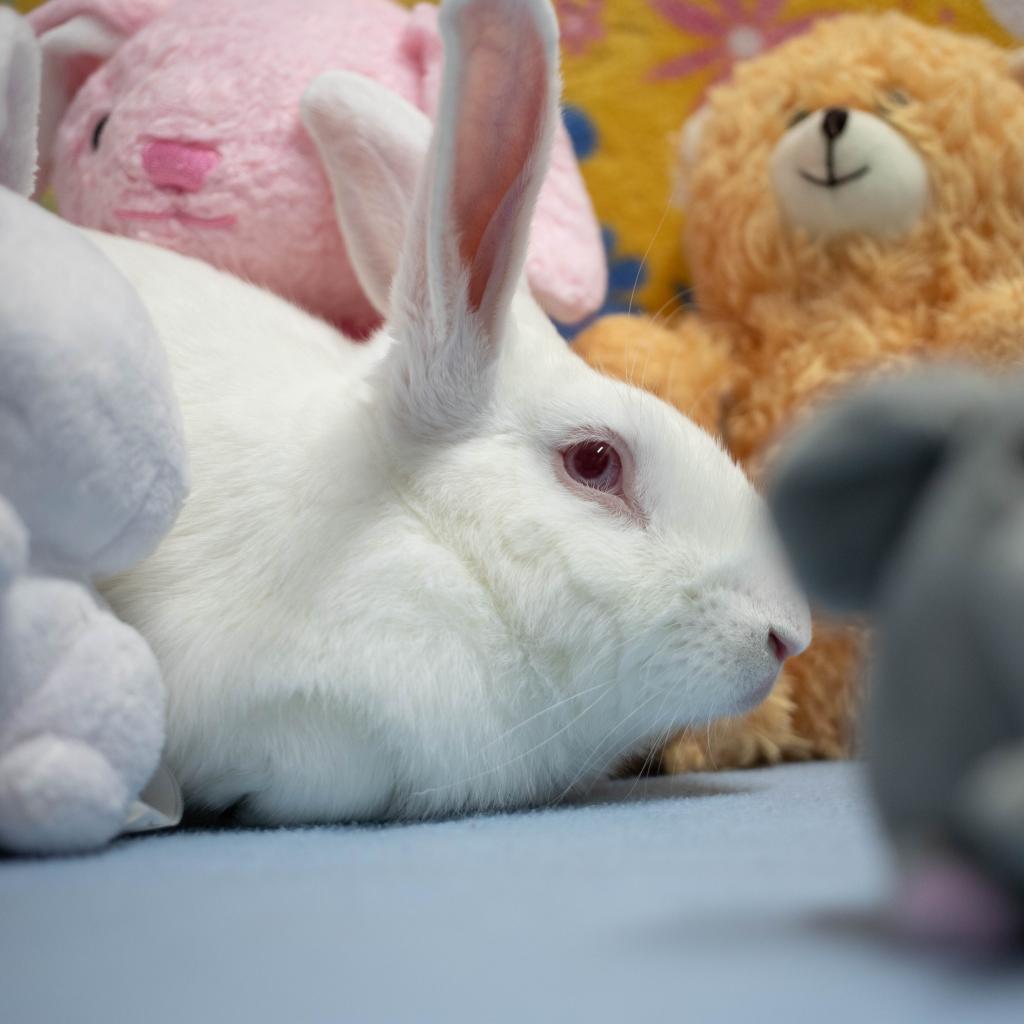 Enlarge Lewis, a Adoptable New Zealand in San Diego, CA image 2/6