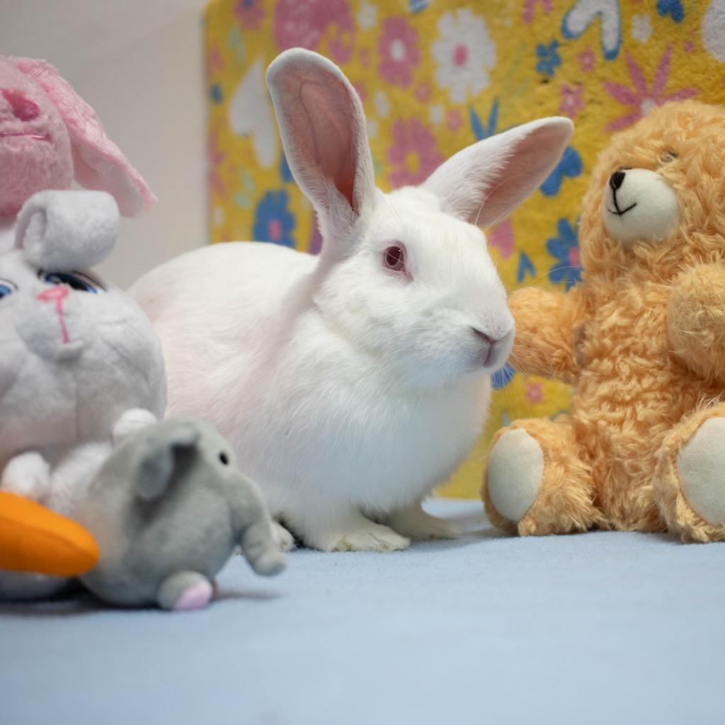 Enlarge Lewis, a Adoptable New Zealand in San Diego, CA image 3/6