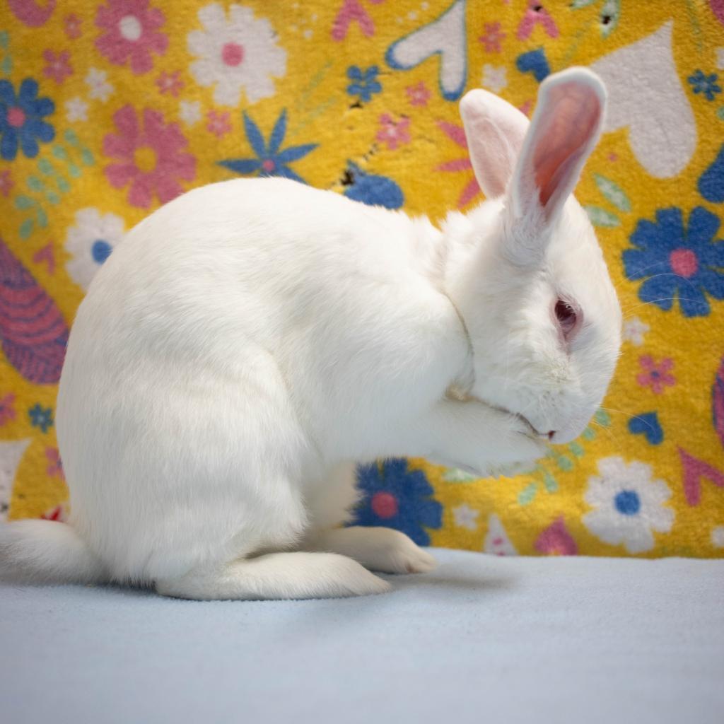 Enlarge Lewis, a Adoptable New Zealand in San Diego, CA image 4/6