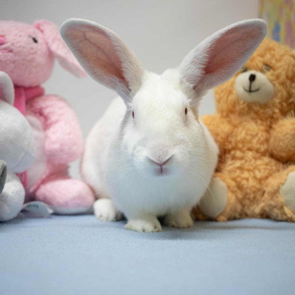 Enlarge Lewis, a Adoptable New Zealand in San Diego, CA image 5/6