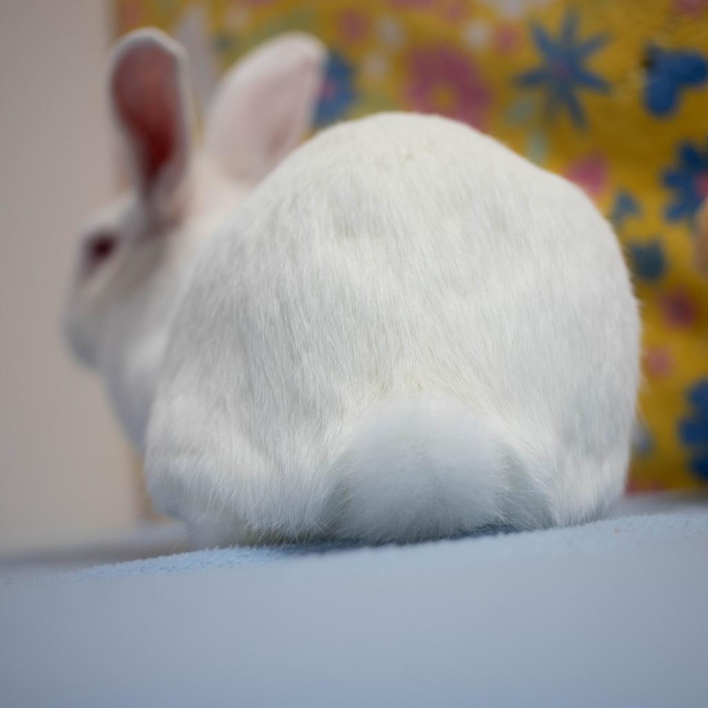 Enlarge Lewis, a Adoptable New Zealand in San Diego, CA image 6/6