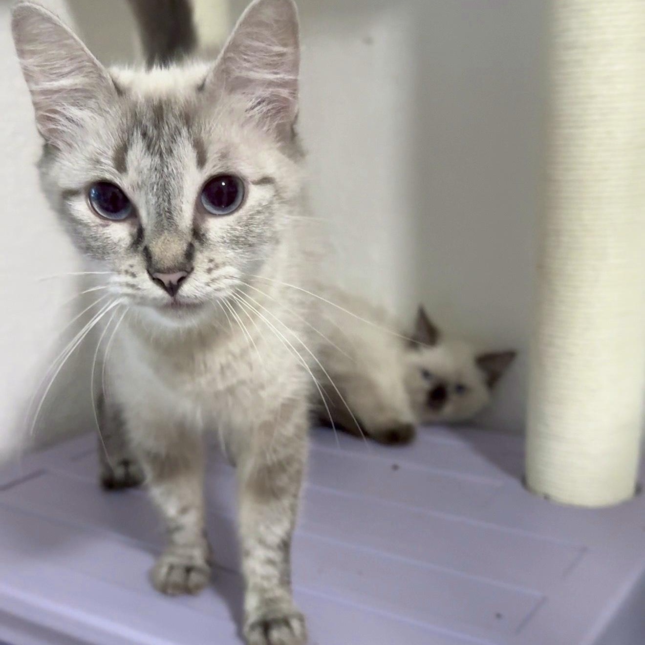 Enlarge Angel and Aura, a Adoptable mixed breed in Portland, ME image 2/6