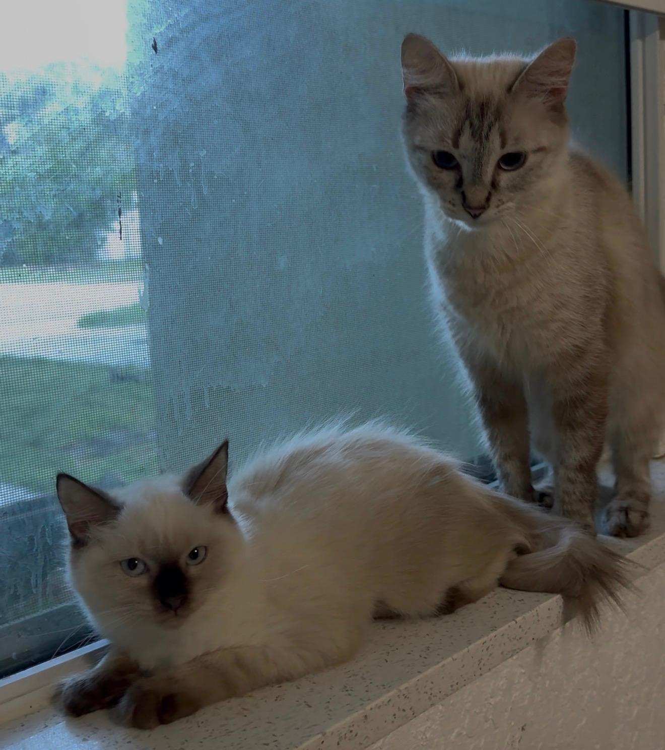 Enlarge Angel and Aura, a Adoptable mixed breed in Portland, ME image 5/6