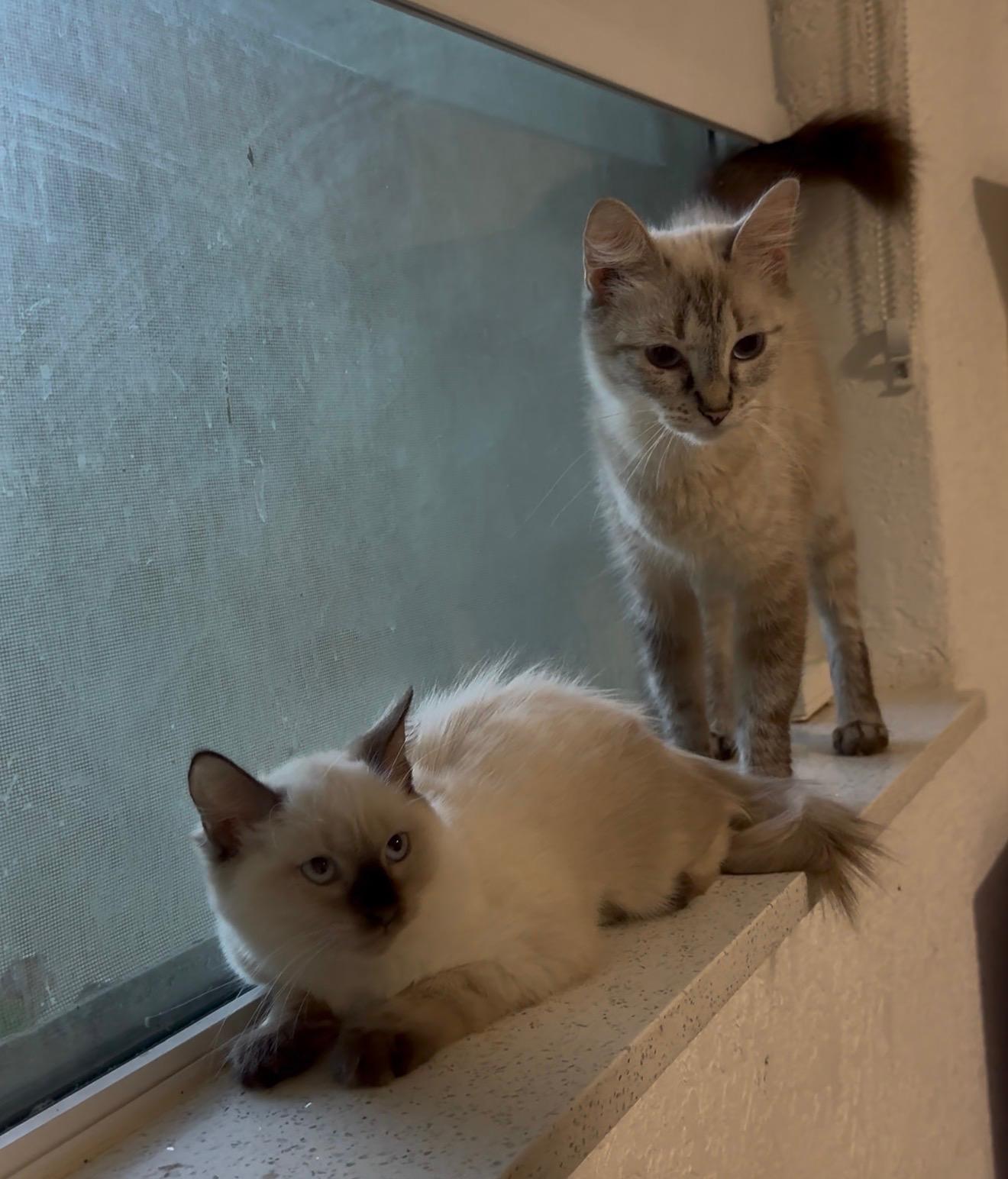 Enlarge Angel and Aura, a Adoptable mixed breed in Portland, ME image 6/6