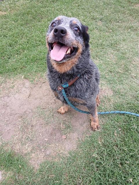 Enlarge BEETLE, a Adoptable mixed breed in Corpus Christi, TX image 1/1
