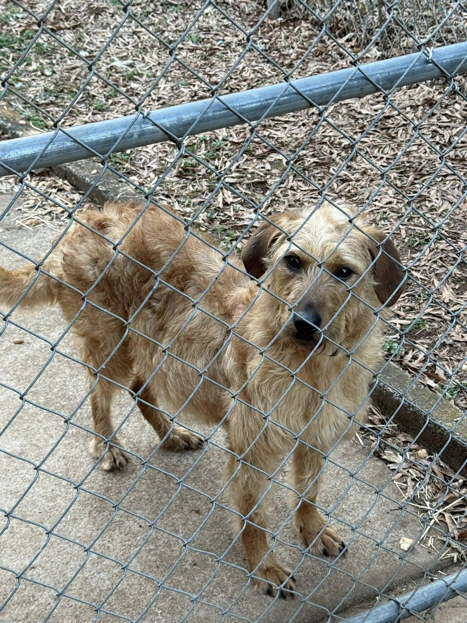 Enlarge Arabella, a ADOPTABLE mixed breed in Matthews, NC image 1/1