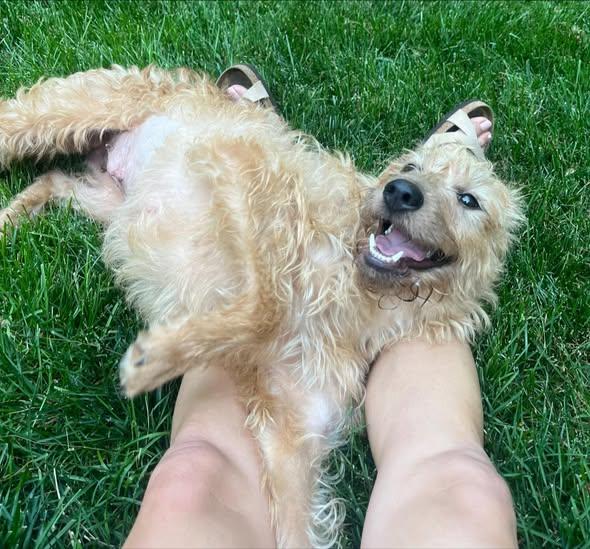 Arabella, ADOPTABLE, Adult Female Irish Wolfhound.