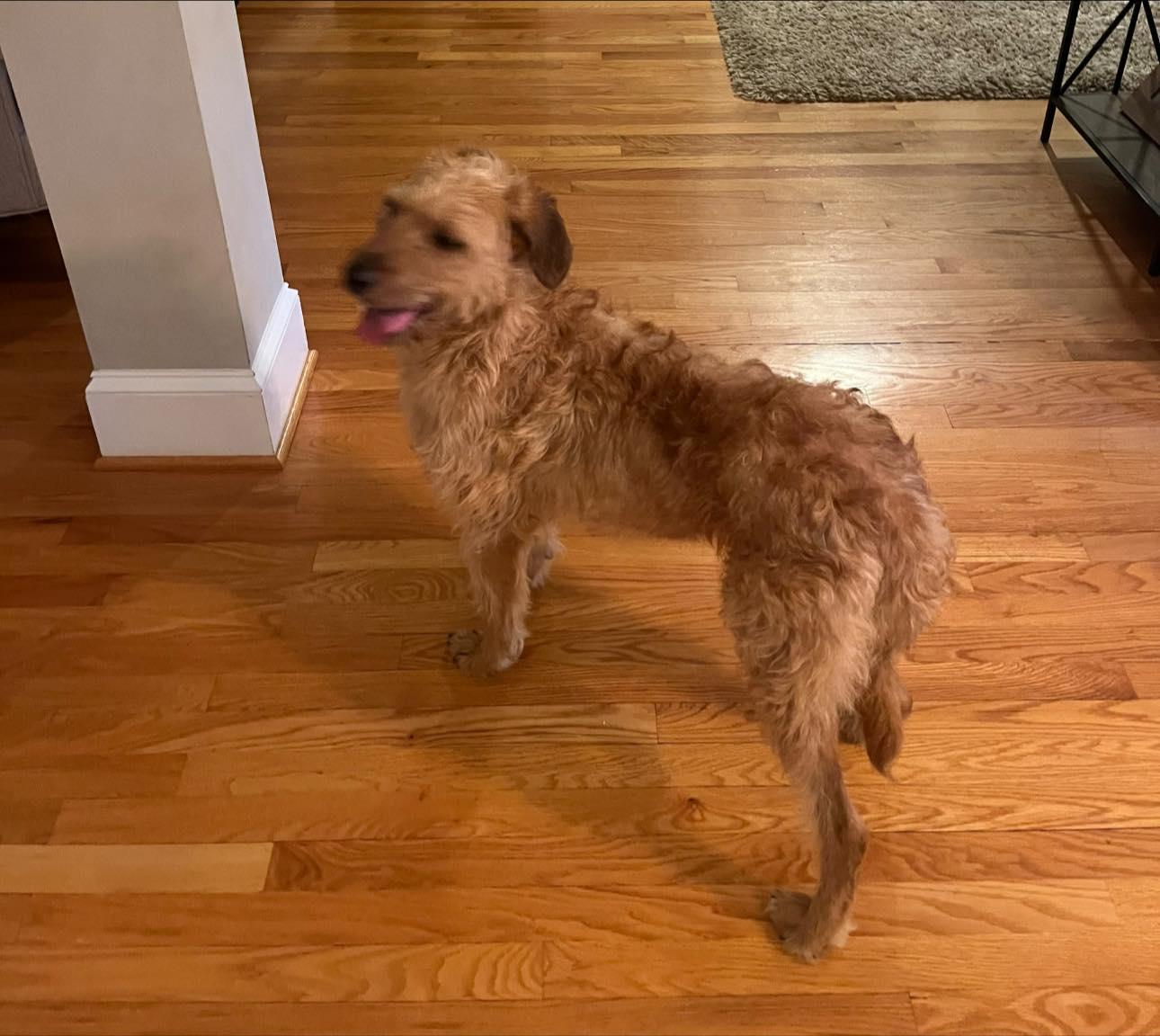 Arabella, ADOPTABLE, Adult Female Goldendoodle.