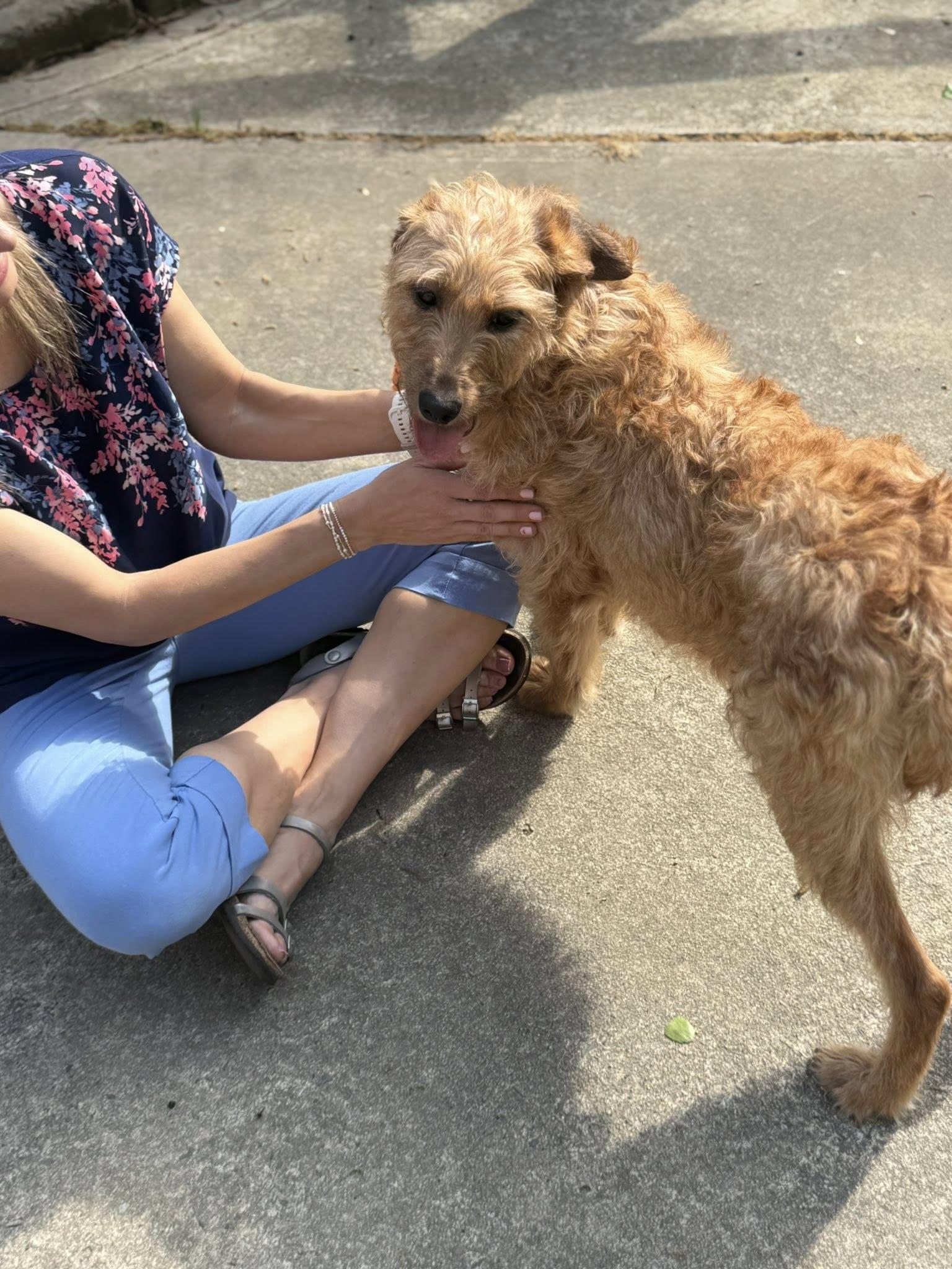 Arabella, ADOPTABLE, Adult Female Goldendoodle.