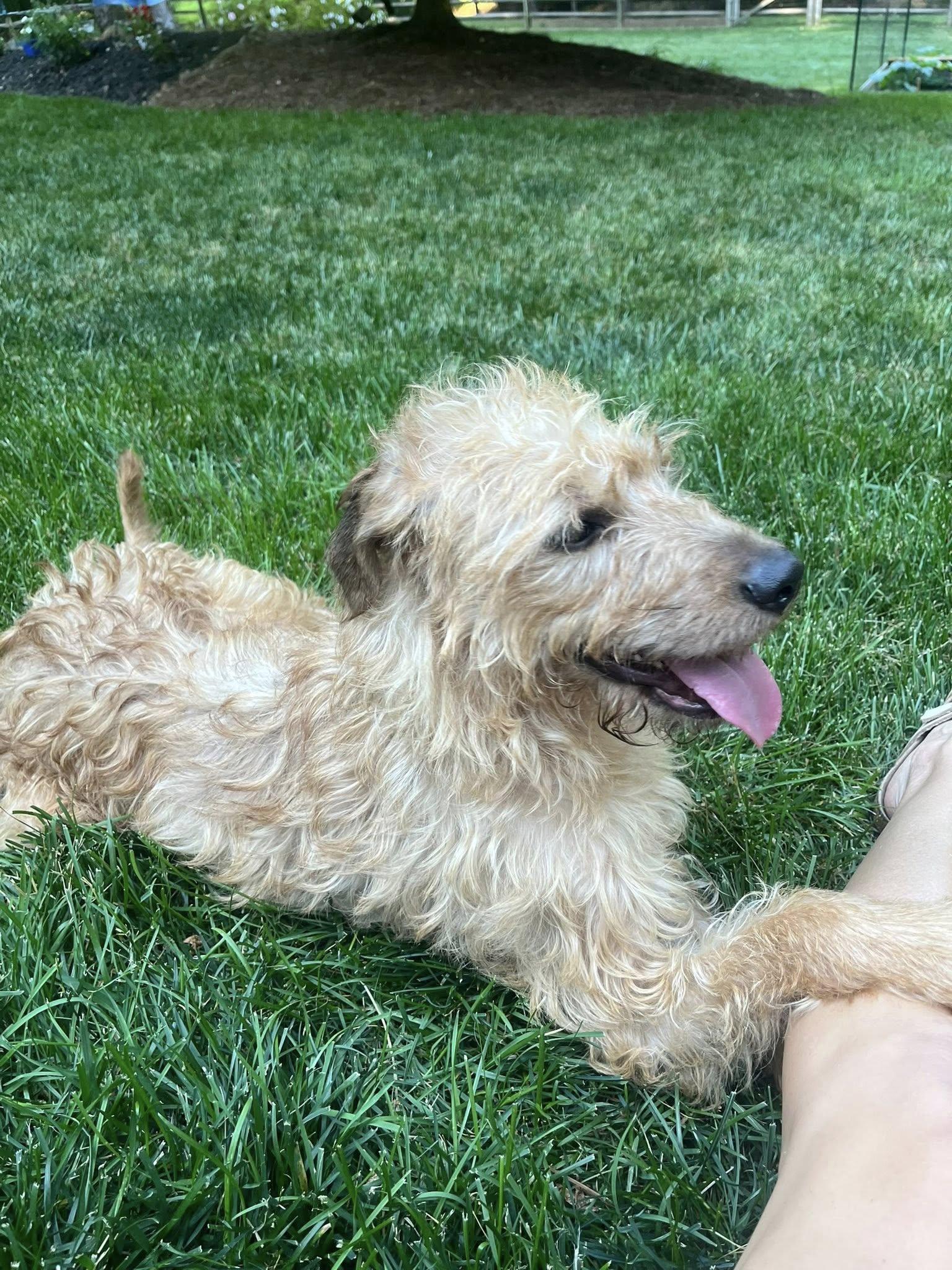 Arabella, a ADOPTABLE mixed breed in Matthews, NC image 5/5