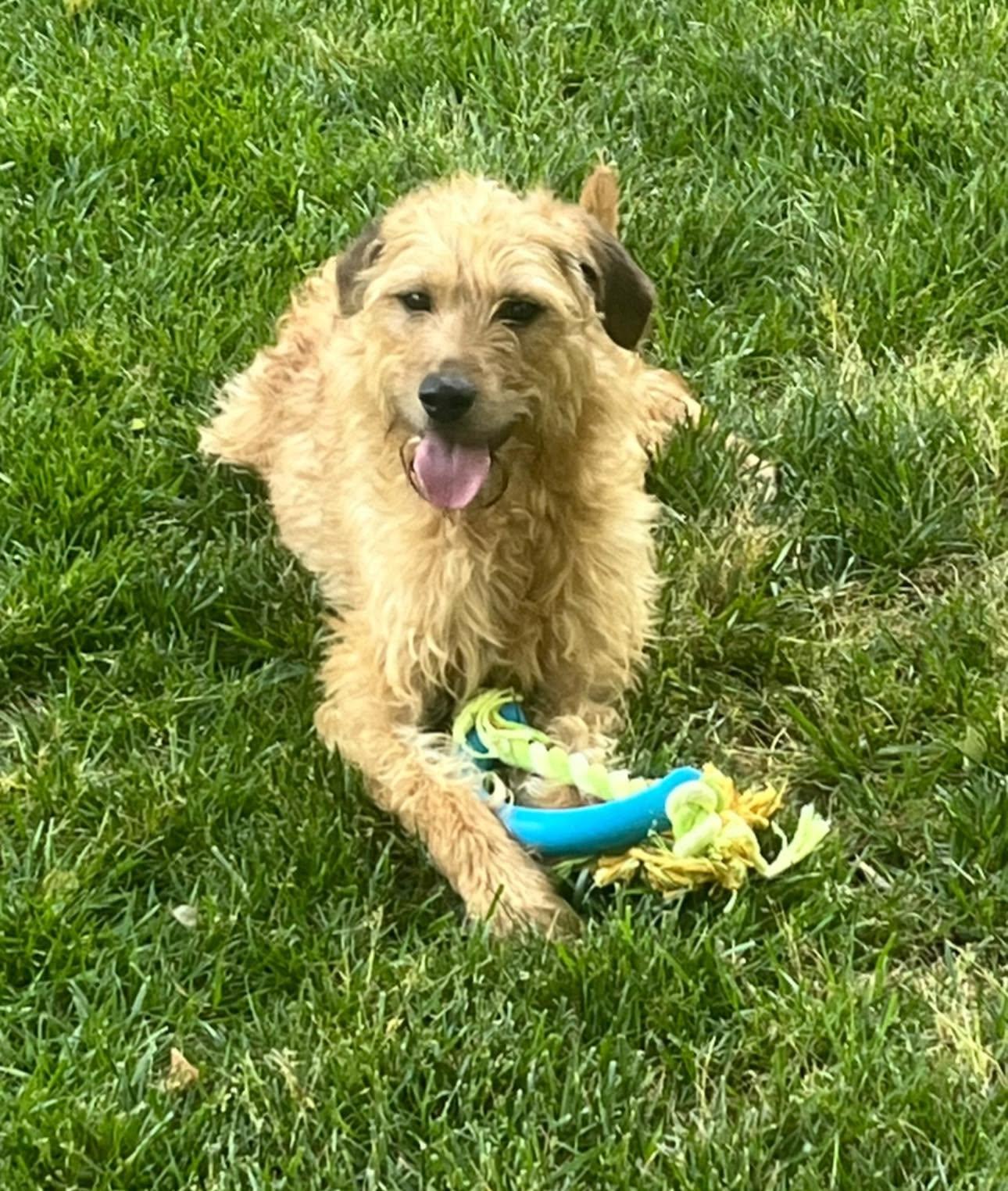 Arabella, a ADOPTABLE mixed breed in Matthews, NC image 4/5
