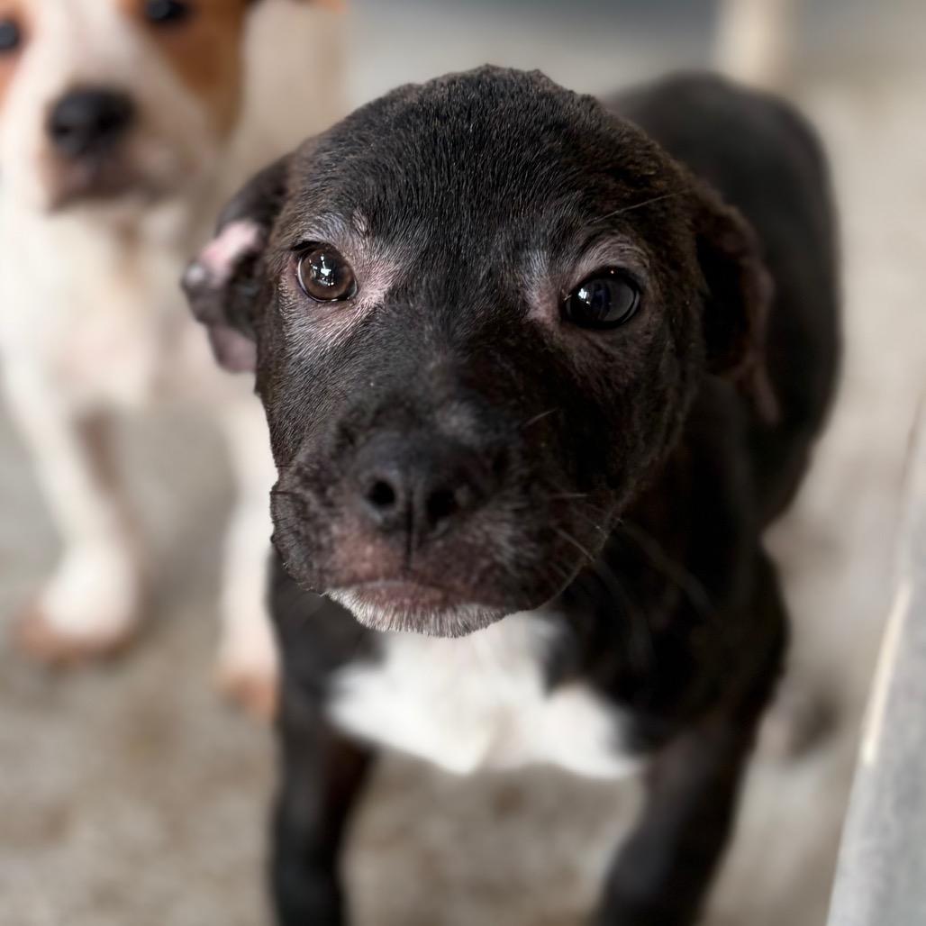 Eric, a Adoptable mixed breed in Laredo, TX image 1/2