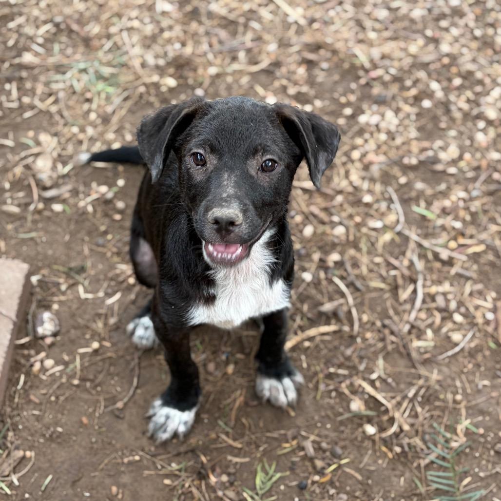 Eric, a Adoptable mixed breed in Laredo, TX image 2/2