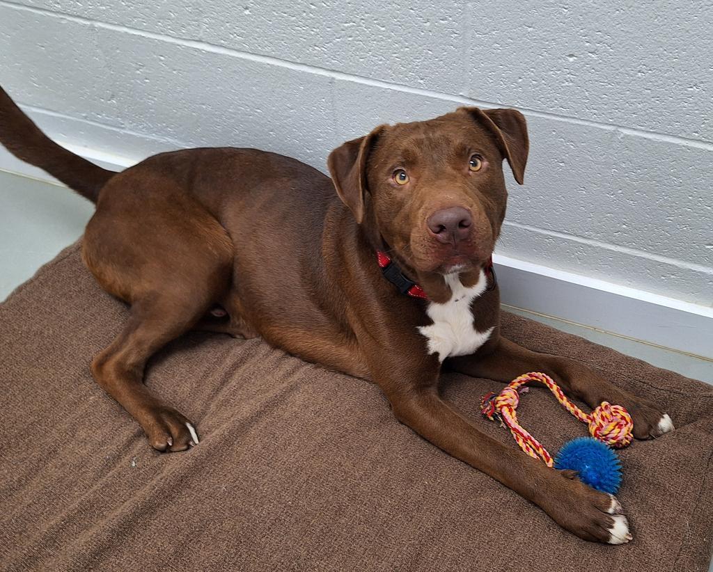 Enlarge Dilbert, a Adopted Pit Bull Terrier in Noble, OK image 5/6