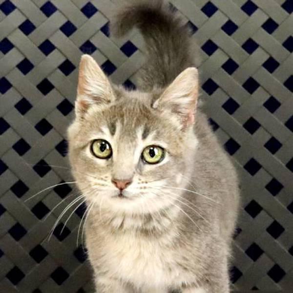 Enlarge Doodles, a Adoptable mixed breed in Midland, TX image 1/2