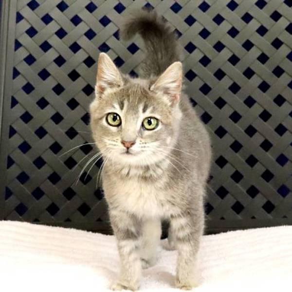 Enlarge Doodles, a Adoptable mixed breed in Midland, TX image 2/2