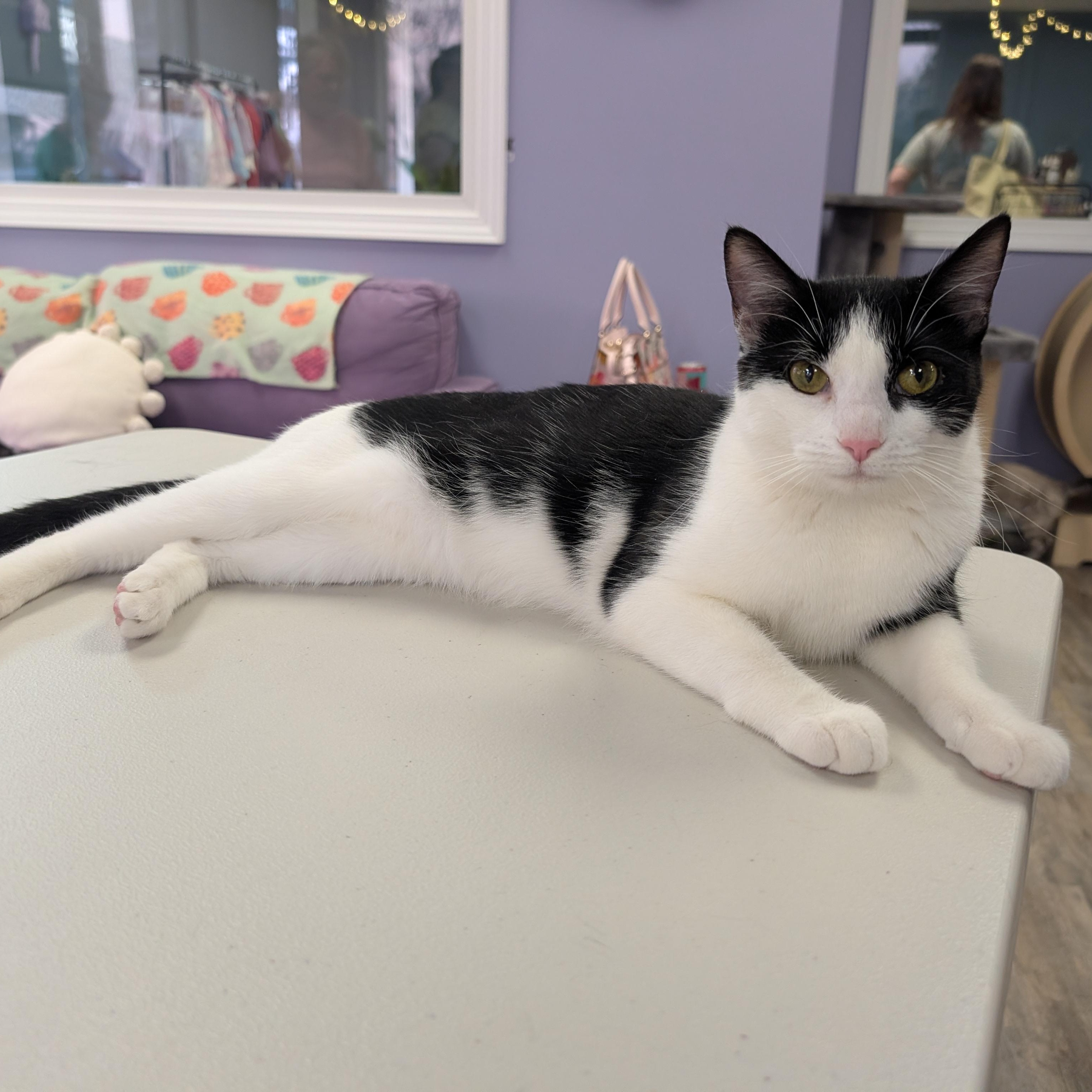Rachel, adopted, Young Female Tuxedo.