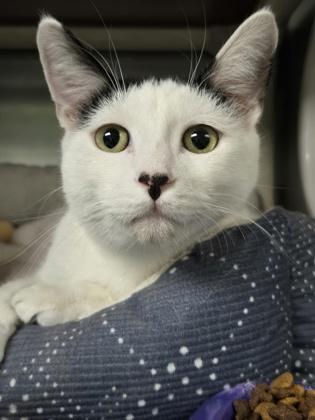 Herbert, adopted, Young Male Domestic Short Hair.