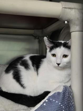 Enlarge Herbert, an adopted Domestic Short Hair in North Myrtle Beach, SC image 3/3