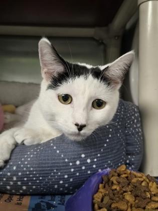 Enlarge Herbert, an adopted Domestic Short Hair in North Myrtle Beach, SC image 2/3