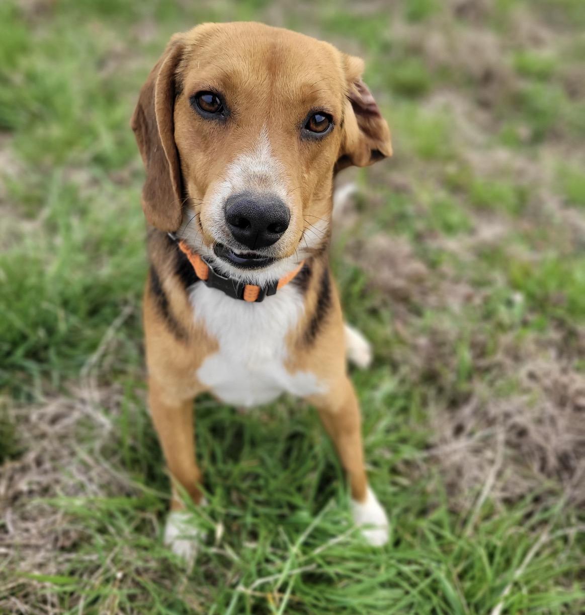 Enlarge Jake, a ADOPTABLE mixed breed in Pembroke, MA image 3/3