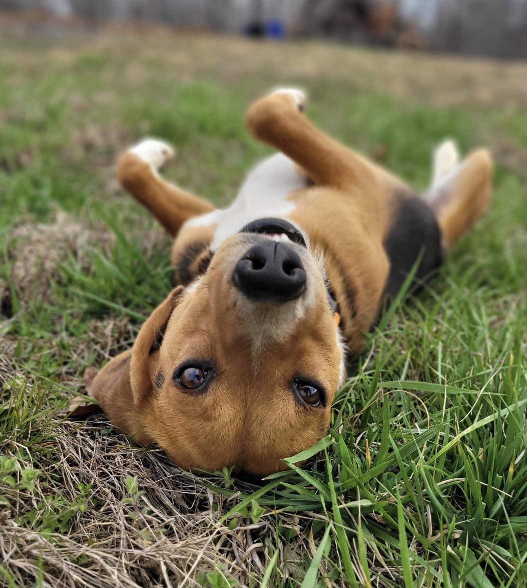 Enlarge Jake, a ADOPTABLE mixed breed in Pembroke, MA image 2/3